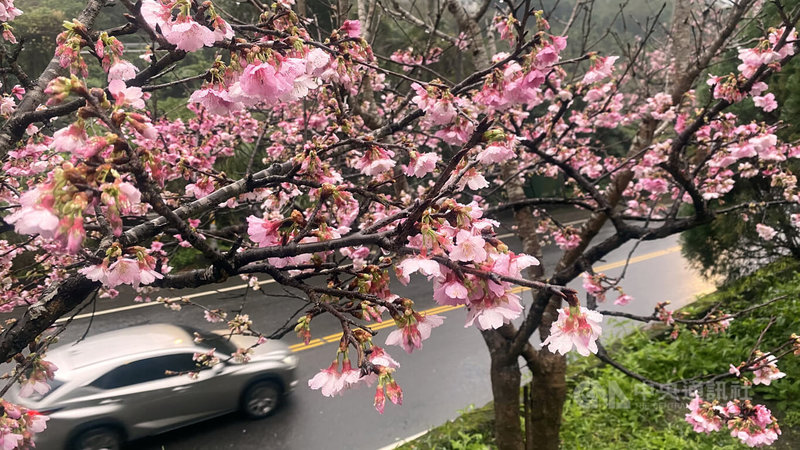 新北市新店區著名的賞櫻景點新烏路上的花園新城,社區入口一整排緋寒櫻與八重櫻已接近全部盛開,粉嫩花朵繽紛美麗,偶而風吹花落,有如粉紅雪般,吸引民眾駐足觀賞。中央社記者黃旭昇新北攝 111年1月28日