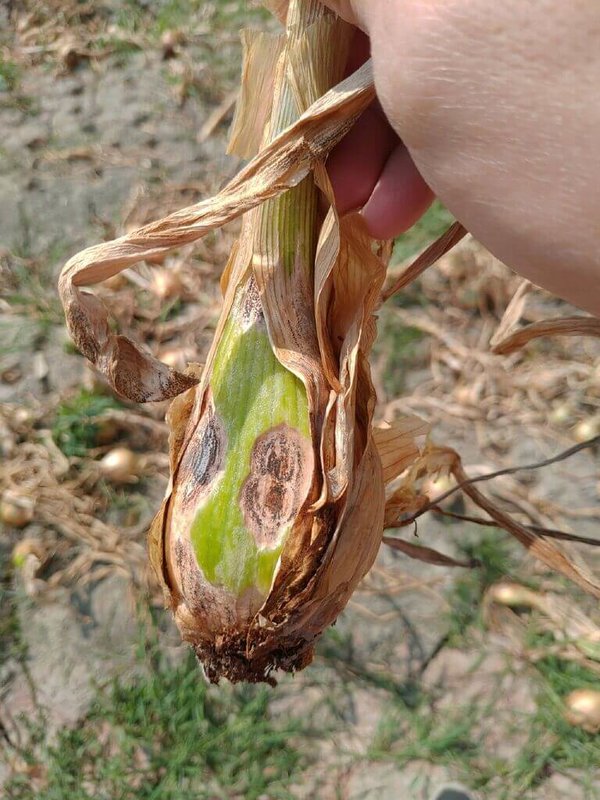 屏東洋蔥正值蔥球膨大期,高雄洋蔥進入採收階段,高雄區農業改良場表示,目前少數洋蔥田區有病蟲害現蹤。(高雄區農業改良場提供)中央社記者郭芷瑄傳真 111年1月28日