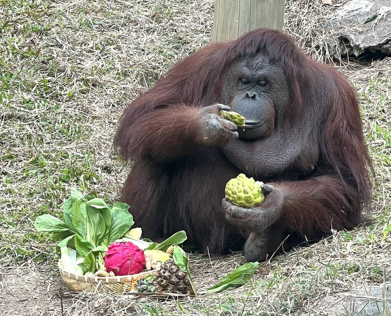高雄市府推動壽山動物園「新動物園運動」整建工程,副市長林欽榮特地趕在農曆年前到場致意,並致贈橘子、蘋果等水果為動物加菜,紅毛猩猩「咪咪」當場大快朵頤,享用美味水果大餐。(高雄市政府工務局提供)中央社記者洪學廣傳真 111年1月28日