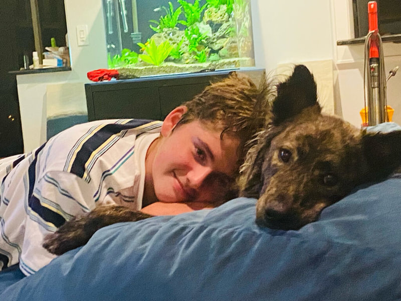 虎斑毛色的台灣流浪犬經由跨海認養程序到美國,接受新飼主照顧。加州動物保護志工江玉貞說,確保狗狗的生命被珍惜,才值得大費周章跨海認養。(江玉貞提供)中央社記者周世惠舊金山傳真 111年1月29日
