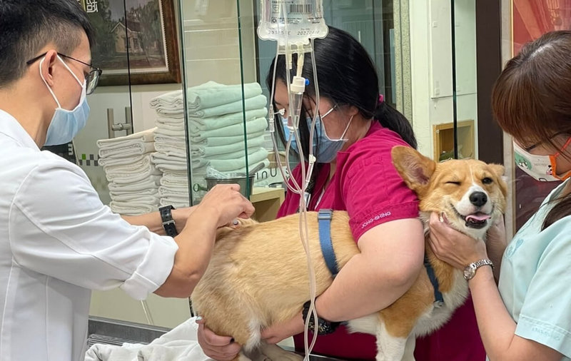高雄市動物保護處提醒,過年期間毛小孩慢性病用藥不可中斷,若藥量不足,應在春節假期前到獸醫診療機構看診拿藥、備足藥品。(高雄市政府提供)中央社記者曾以寧傳真 111年1月29日