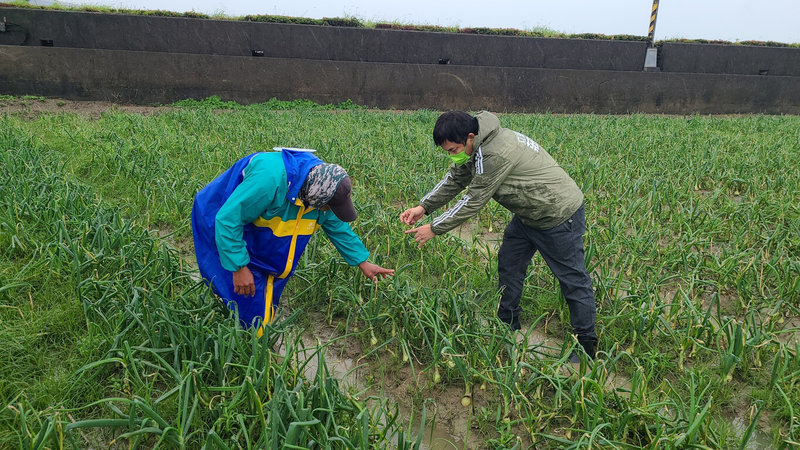 洋蔥進入結球期後連日大雨,導致田間積水,蔥球可能因此腐爛,民進黨立委莊瑞雄(右)29日前往現勘,要求農委會協助農民加強防治。(莊瑞雄服務處提供)中央社記者李卉婷傳真 111年1月29日