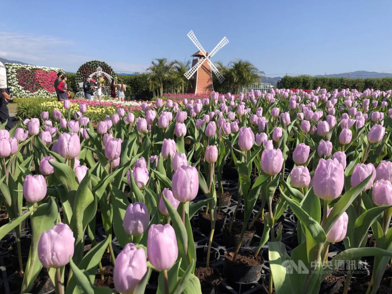 中社花市30萬株鬱金香爭豔歐式花園感受異國風情 地方 中央社cna