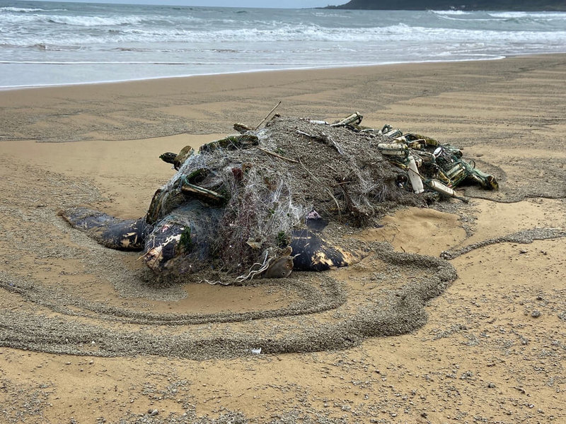 罕見的保育類革龜被發現遭廢棄漁網纏繞，擱淺在新北市福隆沙灘上，身上有多處外傷。（吳盛琳提供）中央社記者蔡孟妤傳真 111年2月3日