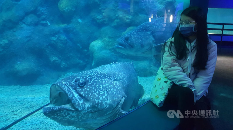 澎湖水族館表示,今年春節連假期間,都是濕冷的天氣,水族館在澎湖算是較大的室內展館,因此今年年假入館的民眾比往年多。中央社 111年2月3日