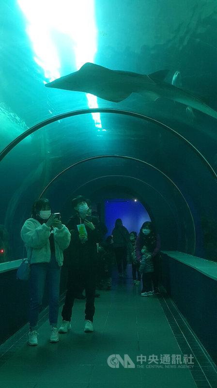 澎湖水族館表示,今年春節連假期間,都是濕冷的天氣,水族館在澎湖算是較大的室內展館,因此今年年假入館的民眾比往年多,大年初一還湧入500人之多。中央社 111年2月3日