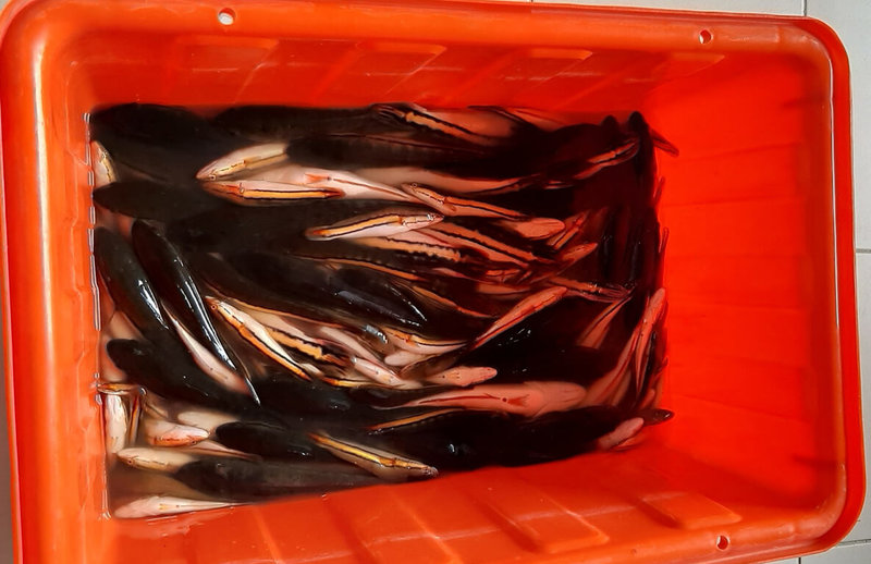 入侵物種魚虎橫行日月潭近年引關注,南投縣政府農業處與民間合作,民國110年移除3萬4000多尾,其中絕大多數為幼體(圖)。(南投縣政府提供)中央社記者蕭博陽南投縣傳真111年2月5日