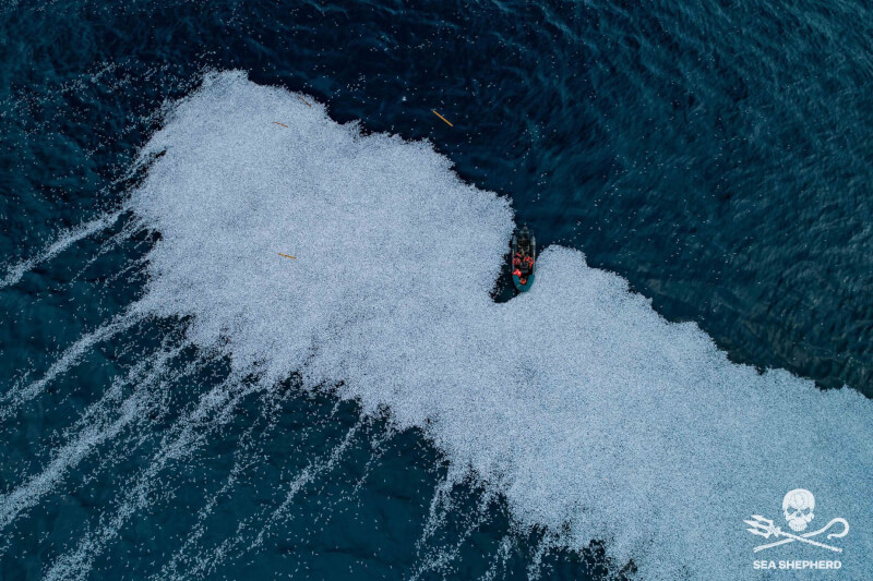 法國大西洋沿岸近日出現超過10萬條死魚。(圖取自facebook.com/SeaShepherdFrance)