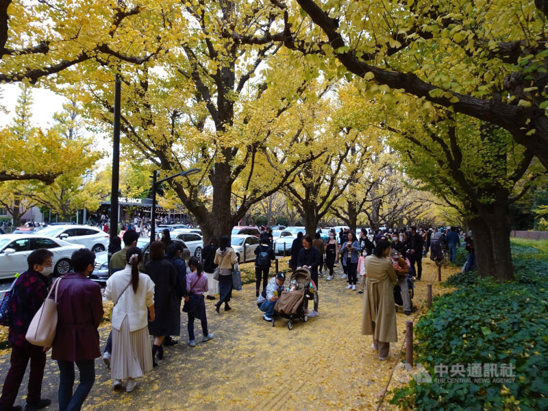 日本明治神宮外苑擬砍近900棵樹國際組織勸停 國際 中央社cna