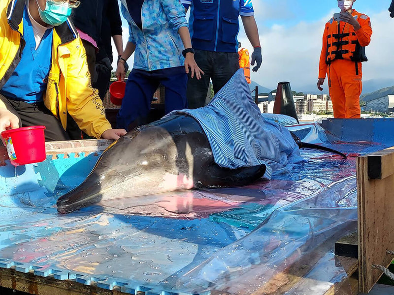 3隻糙齒海豚日前先後被發現擱淺在新北市八里區岸際,經送基隆八斗子岸置中心仔細檢查後,評估海豚健康狀況許可,11日在基隆外海完成野放,重回大海懷抱。(新北市政府動物保護防疫處提供)中央社記者沈如峰基隆傳真 111年2月11日