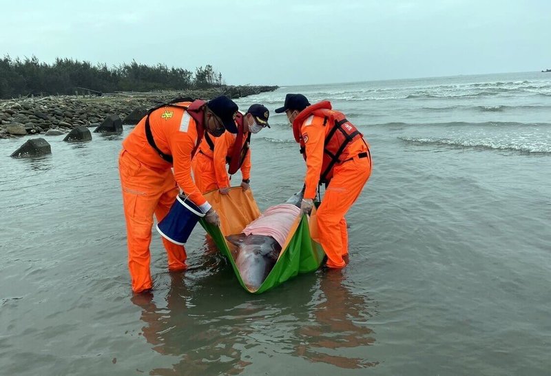 嘉義縣布袋鎮龍宮溪出海口南岸13日發現侏儒抹香鯨擱淺,海巡人員積極搶救,侏儒抹香鯨疑因傷勢重,仍不幸死亡。(海巡署中部分署第四岸巡隊提供)中央社記者黃國芳傳真 111年2月13日