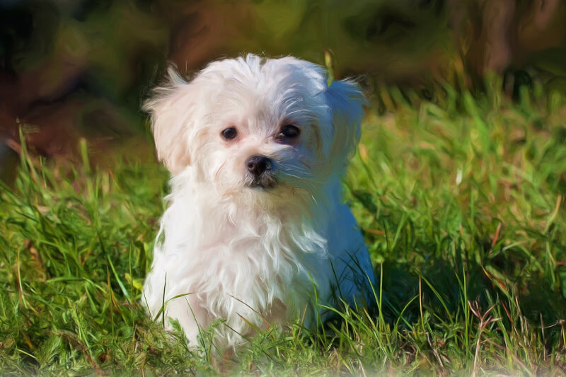 4犬強拽女子懷中馬爾濟斯咬死飼主判賠近8萬 社會 中央社cna