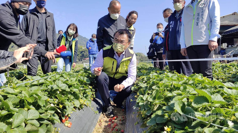 農委會主委陳吉仲(前中)27日到苗栗縣大湖鄉勘查草莓受損害情形,同時說明缺蛋問題,陳吉仲表示,近日天氣好轉,產蛋率將回穩,預計3月中旬就可以讓雞蛋供應滿足全國消費者所需。中央社記者魯鋼駿攝 111年2月27日