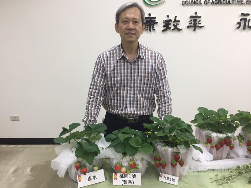 農試所副研究員蕭翌柱(圖)費時10年,以植株強健的「香水」為母本、風味佳的「豐香」為父本,雜交授粉育成草莓「台農1號」,已有2家業者授權,今年底可嚐鮮。中央社記者楊淑閔攝 111年3月2日