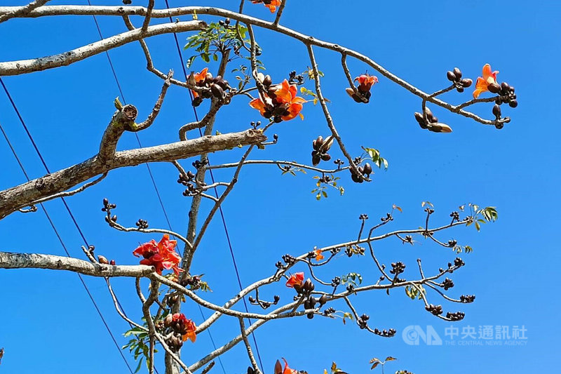 白河木棉花道進入花季連續3個週末熱鬧迎客 地方 中央社cna