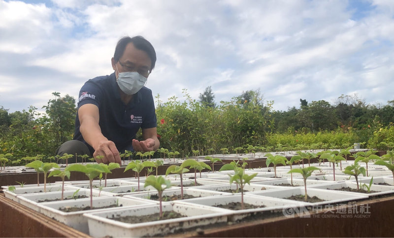 台東縣池上鄉農田旁的一棵茄苳樹,因藝人金城武拍片暴紅,成為台東縣的觀光指標性景點;台東縣政府培育600株金城武樹的幼苗,將於植樹節當天送給民眾帶回栽種。中央社記者盧太城台東攝 111年3月3日