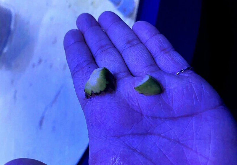 澎湖水族館4日發現有遊客竟把檳榔頭丟入魚缸中餵食魚類,令館方人員非常痛心,提醒一般遊客不得任意餵食,希望遊客不要再做類似行為。(澎湖水族館提供)中央社 111年3月4日