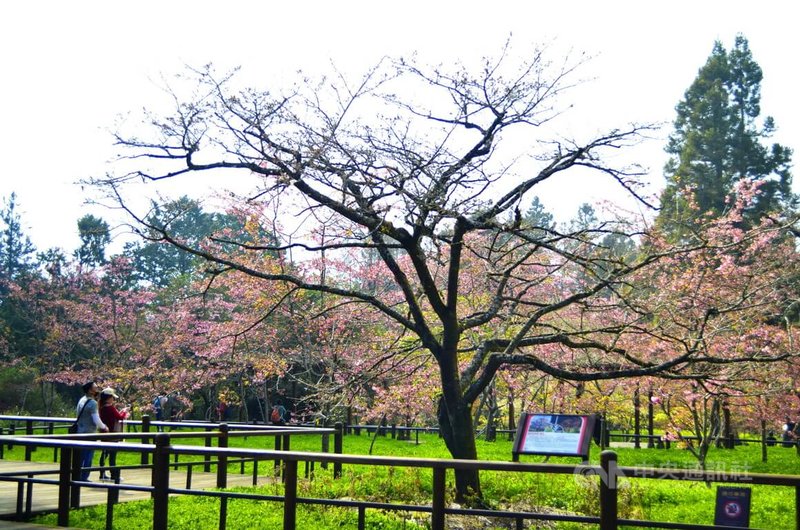 阿里山花季3 10登場櫻王含苞待放 生活 中央社cna