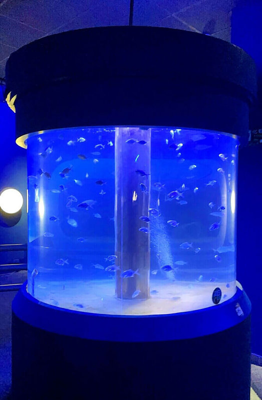 澎湖水族館4日發現有一名遊客疑為好玩,將自己所咬食的2個檳榔頭直接丟進近2.5公尺高的魚缸內,還興致勃勃的在現場觀察魚吃檳榔情景,館方痛斥遊客缺乏公德心,也提醒民眾水族館內不得隨意餵食魚類。(澎湖水族館提供)中央社 111年3月4日