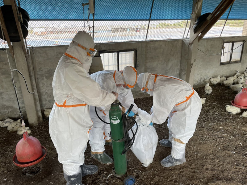 台南市麻豆區某處烏骨雞場確認感染H5N2亞型高病原性禽流感,全場逾萬隻烏骨雞5日遭全數撲殺銷燬,盼阻絕疫病傳播。(台南市動保處提供)中央社記者張榮祥台南傳真 111年3月5日