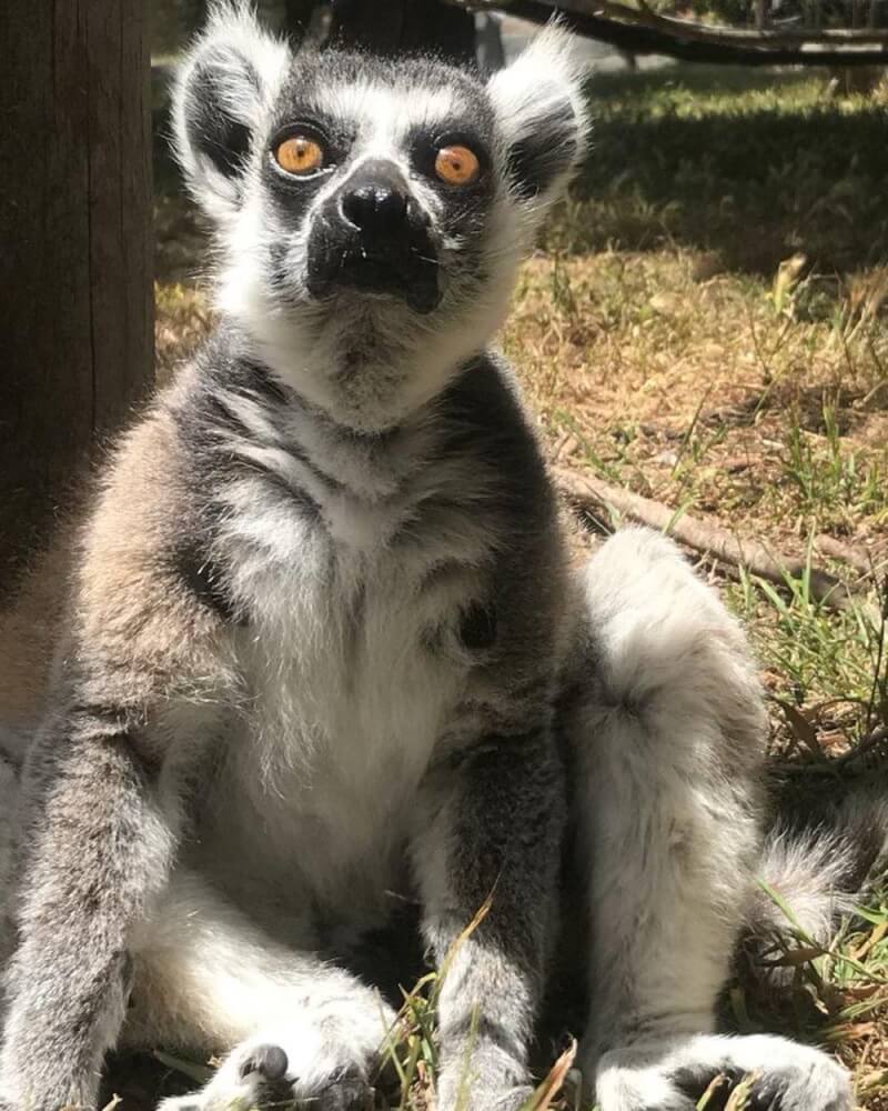 兩年前被綁架舊金山22歲環尾狐猴病死 國際 中央社cna