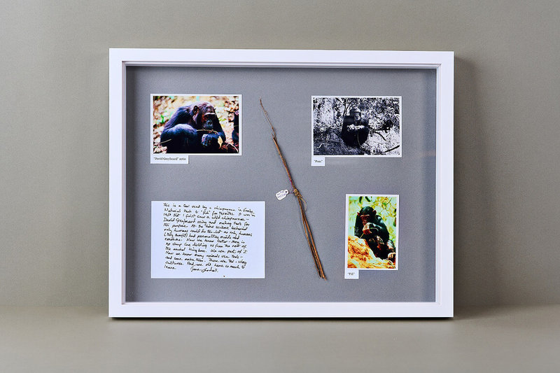 唐獎第4屆永續發展獎得主珍古德(Jane Goodall),近日將西元1960年在非洲首次看見野生猩猩「釣食」白蟻的樹枝,贈送給唐獎基金會珍藏。(唐獎提供)中央社記者陳至中傳真 111年3月9日