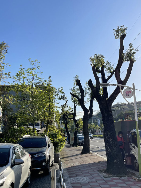 捷運移植路樹遭疑過度修剪新北將與北捷局會勘 地方 中央社cna