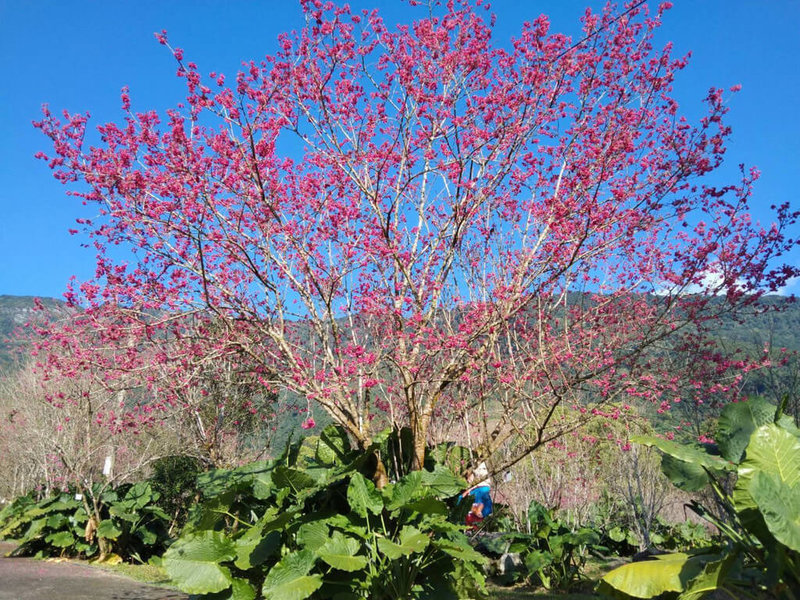 暖冬花期延後花蓮壽豐樹湖櫻花盛開 地方 中央社cna