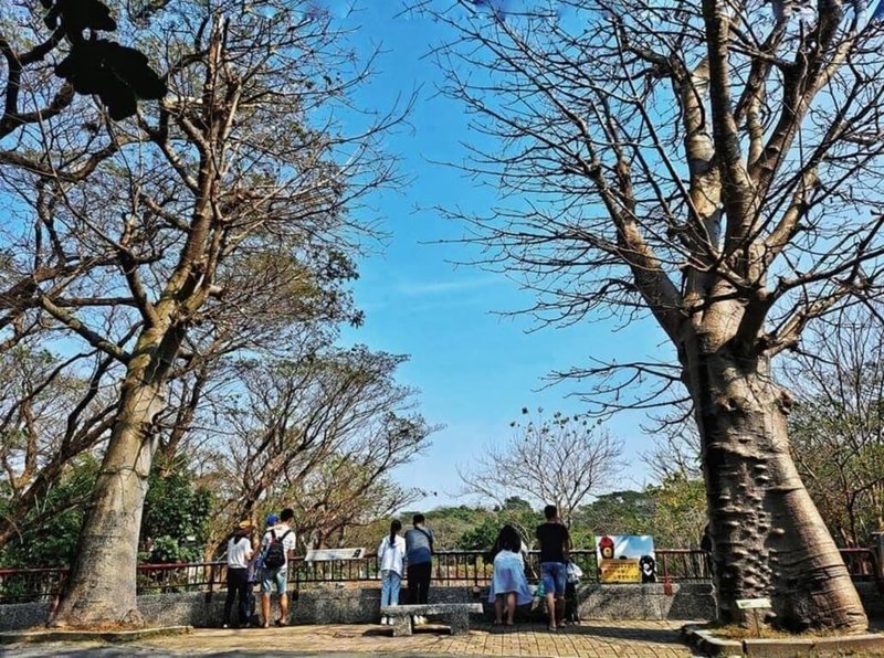 高雄壽山動物園整建工程正在加緊趕工,園方表示,目前園區內有猢猻木等特定紀念樹木,推估樹齡都約37年。(壽山動物園提供)中央社記者曾以寧傳真 111年3月12日