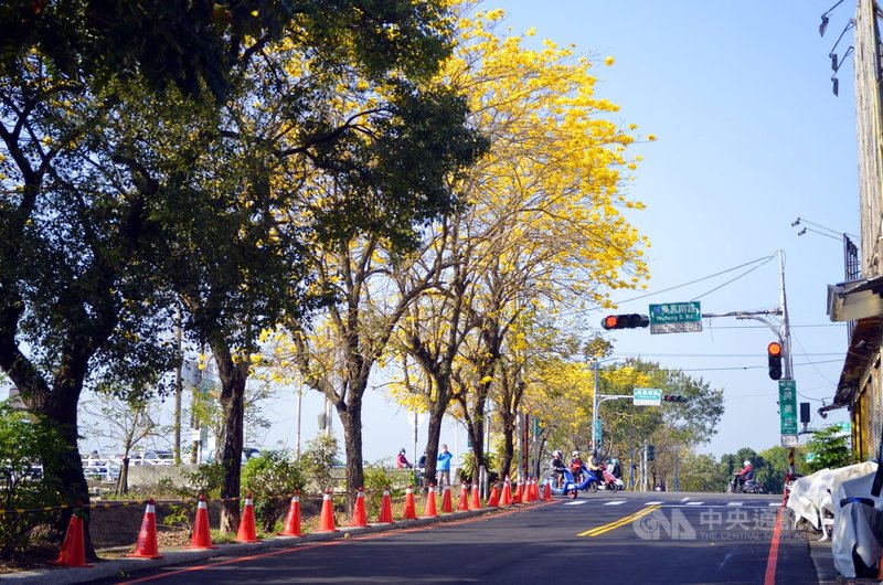 嘉義市八掌溪畔防汛道路旁黃花風鈴木開花,吸引大量人潮遊賞;嘉義市交通處提醒,防汛道路已畫上紅線禁止路肩停車,呼籲賞花民眾車輛勿違停,否則拖吊。中央社記者蔡智明攝 111年3月12日