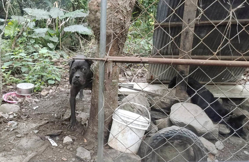 台東17日上午發生比特犬(左)咬死小黑狗事件,台東縣動物防疫所已將比特犬捉回,牠有頸圈,應該是有人飼養,將掃描查看是否有植入晶片,若有很快就能追查到飼主,一旦查到飼主將通知到案說明。(朱姓民眾提供)中央社記者盧太城台東傳真 111年3月17日