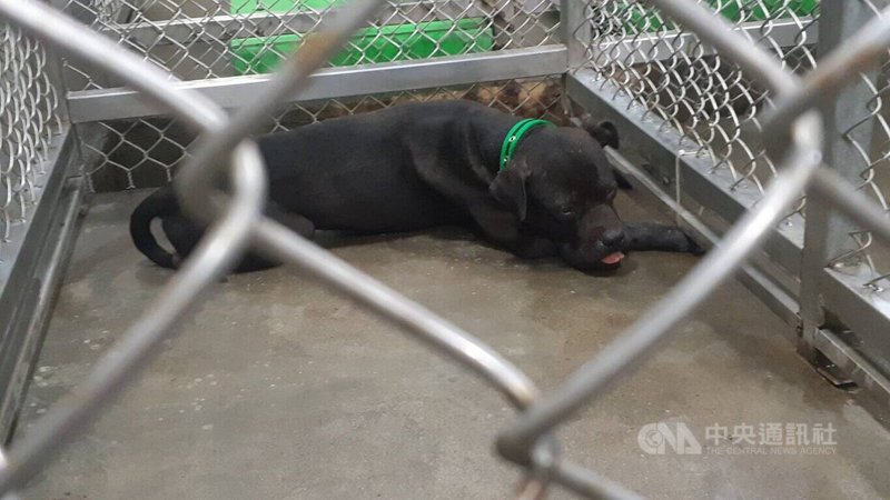 小黑狗慘遭咬死台東動防所追查闖禍比特犬飼主 社會 中央社cna