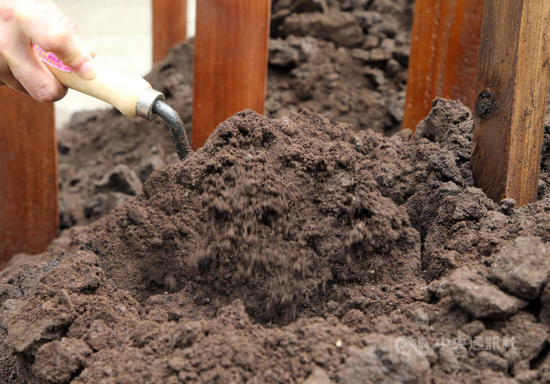 台大園藝系攜手咖啡業者產學研究，發現咖啡渣有機堆肥能使葉菜產量翻倍，也可以用未經處理的咖啡渣施肥，但用量最好在2%以下。精密溫室外的堆肥槽，正在測試不同比例的咖啡渣和豆粕基肥。中央社記者郭日曉攝  111年3月21日