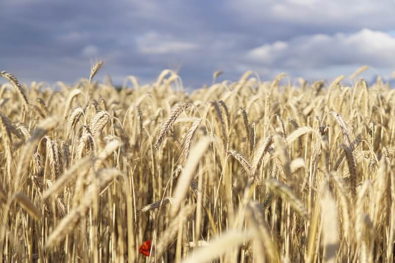 NASA表示，自俄羅斯入侵烏克蘭以來，全球糧食重要供應國之一的烏國境內約有22%農地遭到俄軍占領，衝擊全球穀物和食用油市場。圖為小麥田。（圖取自Pixabay圖庫）