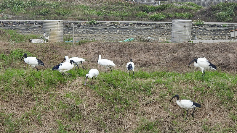 花蓮林區管理處在228連假期間獲報,在玉里鎮發現外來種「埃及聖䴉」約20隻,立即啟動移除,截至3月14日止共移除6隻;由於埃及聖䴉傍晚與鷺科鳥類混群夜棲,並共同築巢繁殖,隱匿性高,更需透過民眾協助巡查、通報。(花蓮林管處提供)中央社記者李先鳳傳真 111年3月21日