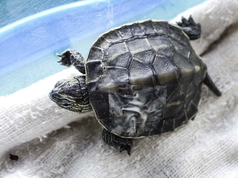 台北市立動物園25日表示,日前有熱心民眾在非洲動物區拾獲一隻直徑約4公分大的野生斑龜寶寶,背甲上有明顯裂痕,經搶救仍傷重不治。(台北市立動物園提供)中央社記者陳昱婷傳真 111年3月25日