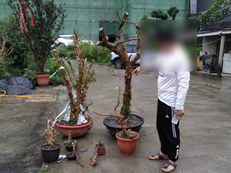 屏東恆春七里香受落山風吹拂,樹型特殊、富有樹瘤深受園藝造景人士喜愛,卻遭到不肖人士覬覦,盜採後企圖變賣獲利,警方獲報追查,逮捕江姓與徐姓男子送辦。(保七大隊第八總隊提供)中央社記者李卉婷傳真 111年3月25日