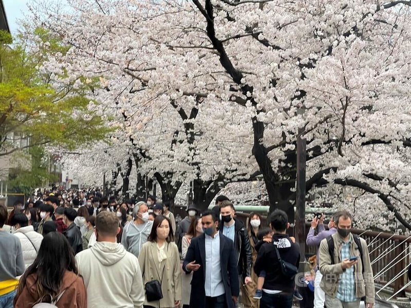 日本氣象廳27日下午宣布,觀測到東京的櫻花盛開,盛開的日子比去年晚5天,但比往年早4天。東京的知名賞櫻景點目黑川一帶湧入大批賞櫻客。中央社記者楊明珠東京攝 111年3月27日