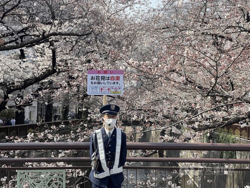 為避免COVID-19疫情擴大,東京目黑區長籲遊客少到目黑川一帶賞櫻,且今年同去年一樣,不辦櫻花季活動。圖為保全人員站在請少賞櫻的立牌前。中央社記者楊明珠東京攝 111年3月27日