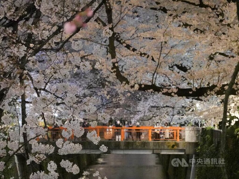 為避免COVID-19疫情擴大,東京賞櫻景點目黑川今年同去年一樣不辦櫻花季活動且夜間不打燈。有些店家為吸引遊客,自行打燈,創造夜櫻美景。中央社記者楊明珠東京攝 111年3月27日