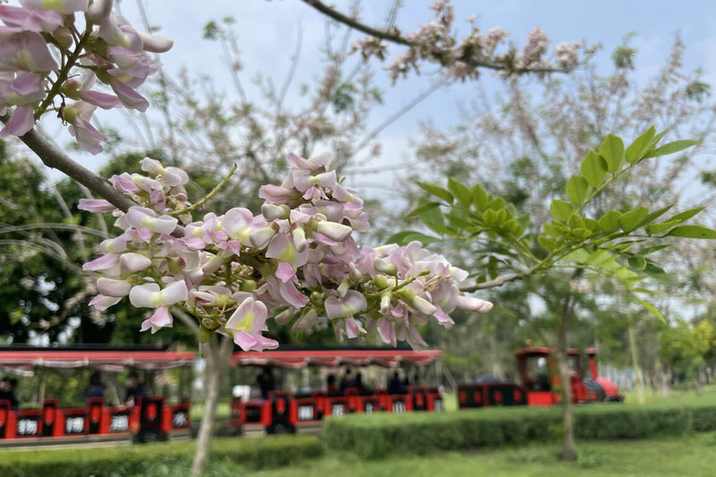 台南水道博物館花旗木綻放搭小火車遊園正當時 地方 中央社cna 台南水道博物館花旗木綻放搭小火車遊園正當時 地方 中央社cna