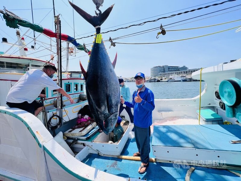 琉球籍漁船「榮漁滿號」5日在台灣西南方海域北緯22度16分,東經119度45分捕獲2022年第一尾黑鮪魚,6日漁會驗明正身,確認符合「第一鮪」重量超過180公斤以上、起釣為活魚的資格;船長陳金平笑得開心說,出港4天,意外捕獲。中央社記者李卉婷攝 111年4月6日