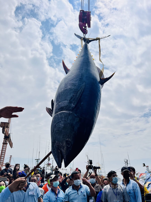 今年屏東「第一鮪」身長208公分、重量210.6公斤，10日在東港魚市場熱鬧拍賣，價格每公斤新台幣1萬100元，創下拍賣會以來單價歷史新高，以總價逾200萬元售出。中央社記者李卉婷攝  111年4月10日
