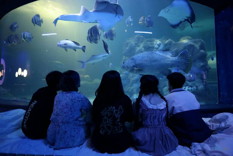 澎湖水族館表示,配合25日登場的澎湖國際海上花火節,2天1夜的「與魚共眠」體驗活動同步推出,全館由專業導覽員解說,帶領遊客認識各種海洋生物。(澎湖水族館提供)中央社 111年4月11日