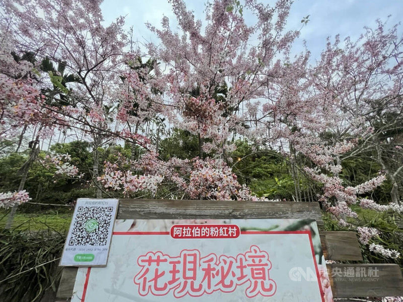 嘉義縣竹崎鄉義隆村長葉志紘綽號「阿拉伯」，發想把故鄉竹崎打造成「粉紅色」，在竹崎公園、166縣道、義隆村（圖）等地區自費種植3000多株會開粉紅花朵的花旗木，耗資新台幣千萬元歷經10年努力夢想成真。中央社記者蔡智明攝  111年4月18日
