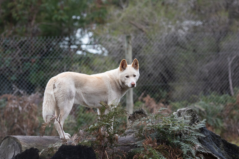 研究顯示，俗稱澳洲野犬的丁格犬從基因來看，是介於狼和犬的動物。（圖取自Pixabay圖庫）