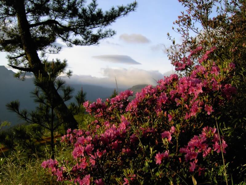 合歡北峰怒放的紅毛杜鵑。(圖取自太魯閣國家公園網頁taroko.gov.tw)