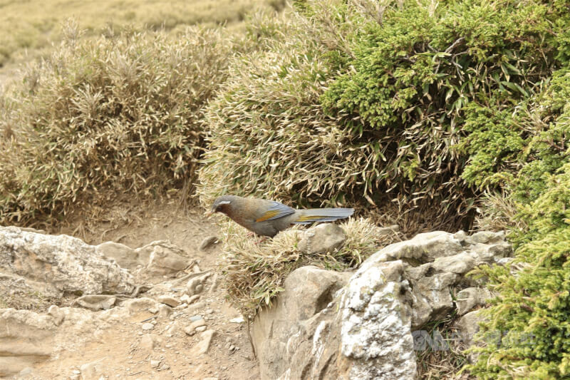 合歡東峰峰頂上的金翼白眉,是分布在高山的台灣特有種鳥類。中央社記者徐子苓攝