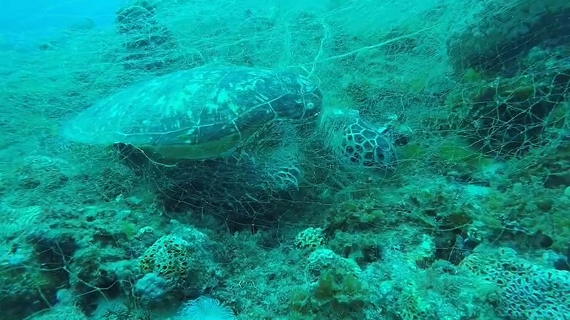 小琉球潛水教練帶著旅客前往蛤板灣潛水時，發現一隻綠蠵龜被漁網纏繞死亡。死亡的綠蠵龜已由當地海洋志工隊打撈起，通報海巡處理。（教練吳文傑提供）中央社記者李卉婷傳真 111年5月1日