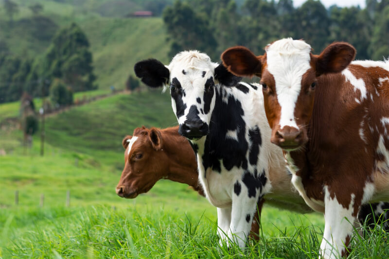 環境資訊公司GHGSat分析衛星資料，確認甲烷來源是美國加州農場中牛隻打嗝和放屁造成的。（示意圖／圖取自Unsplash圖庫）